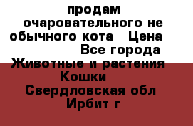 продам очаровательного не обычного кота › Цена ­ 7 000 000 - Все города Животные и растения » Кошки   . Свердловская обл.,Ирбит г.